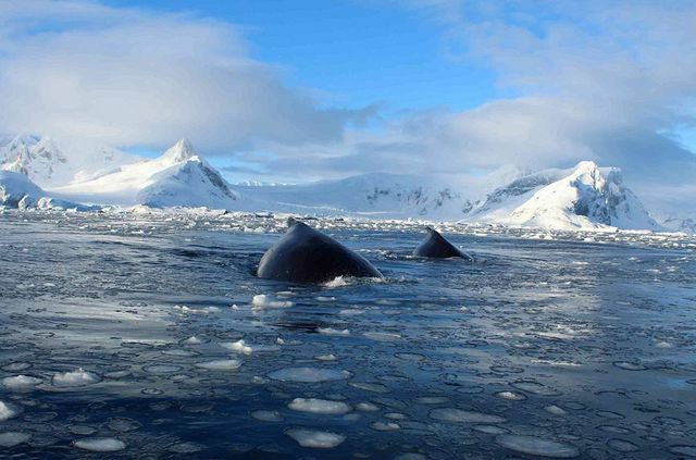 Українські полярники поділилися ефектними кадрами Антарктиди - фото 325260
