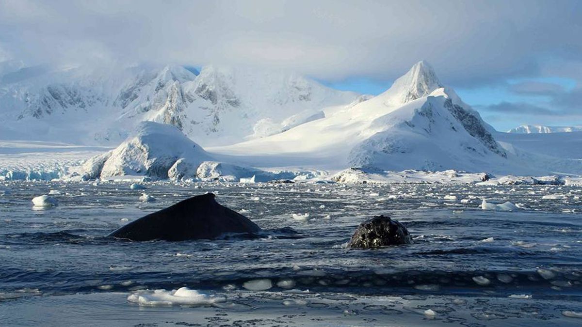 Антарктида - фото 1