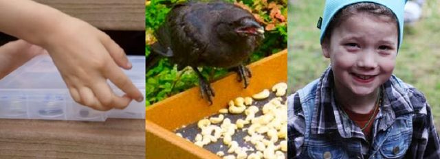 Як 4-річна дівчинка годувала ворон і подружилася з ними - фото 325891