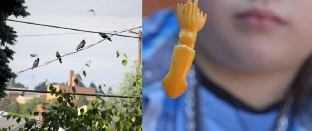 Як 4-річна дівчинка годувала ворон і подружилася з ними - фото 325892