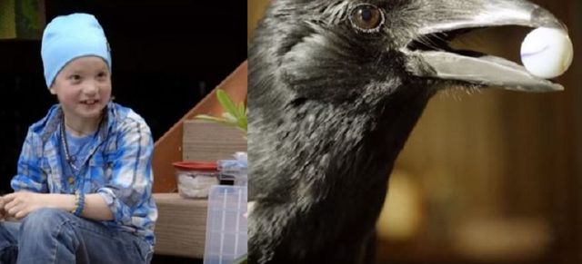 Як 4-річна дівчинка годувала ворон і подружилася з ними - фото 325894