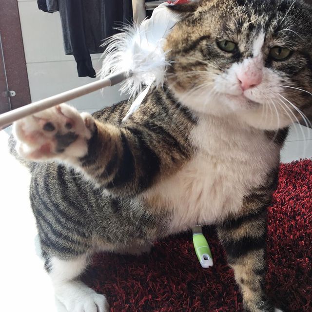 Король драми: реакція цього кота змушує сміятись - фото 326105