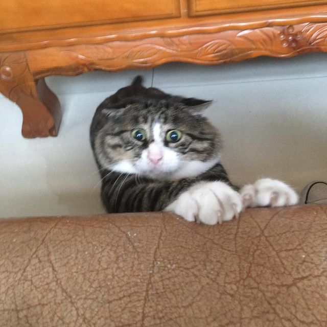 Король драми: реакція цього кота змушує сміятись - фото 326106