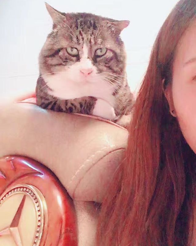 Король драми: реакція цього кота змушує сміятись - фото 326107