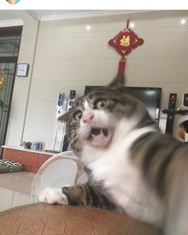 Король драми: реакція цього кота змушує сміятись - фото 326108