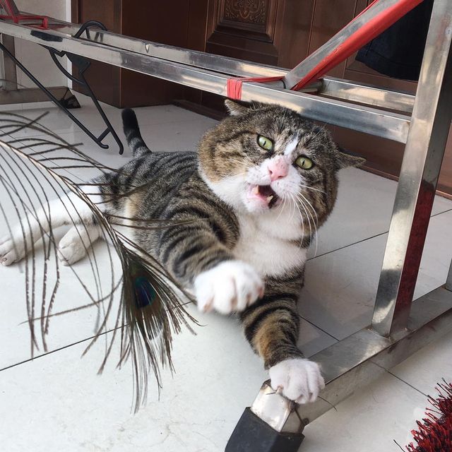 Король драми: реакція цього кота змушує сміятись - фото 326109