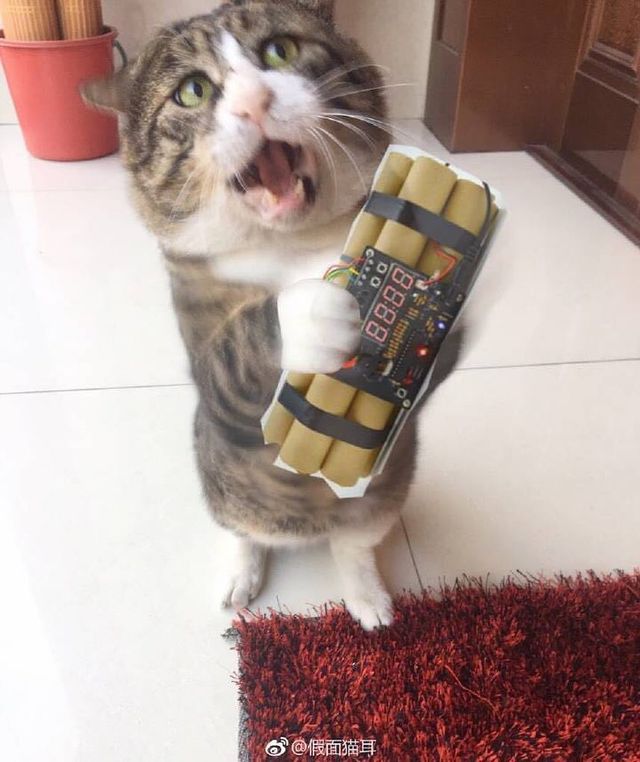 Король драми: реакція цього кота змушує сміятись - фото 326110