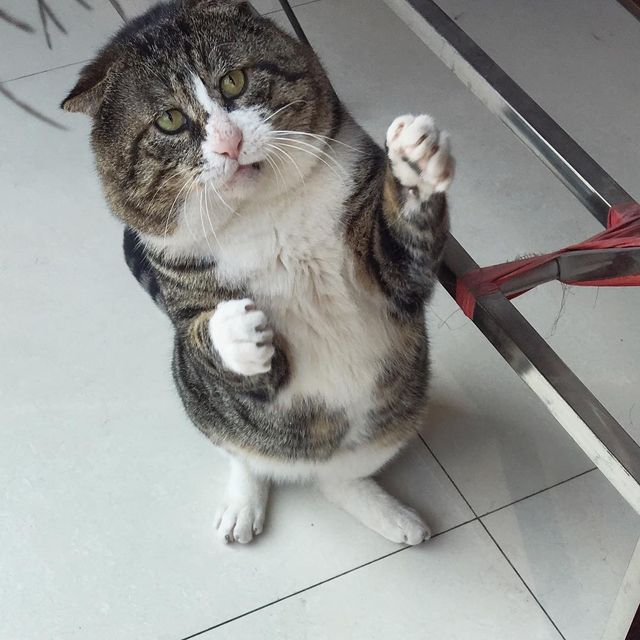 Король драми: реакція цього кота змушує сміятись - фото 326111