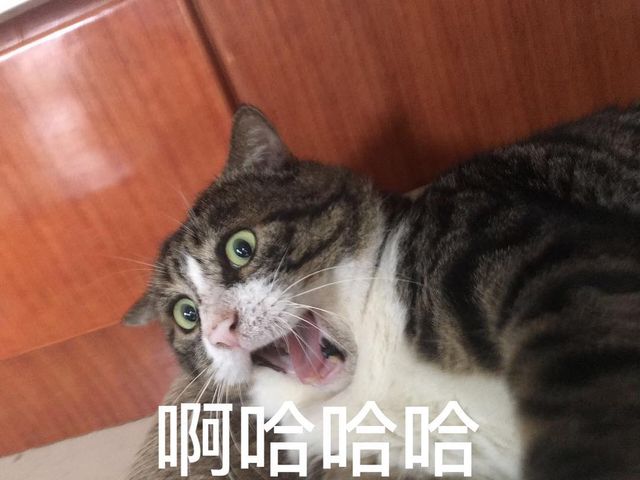 Король драми: реакція цього кота змушує сміятись - фото 326112