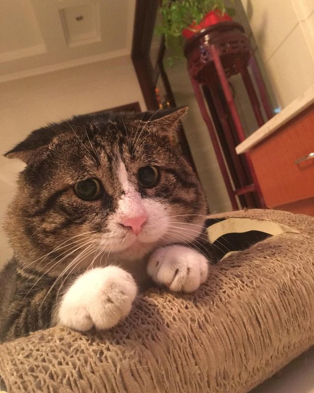 Король драми: реакція цього кота змушує сміятись - фото 326113