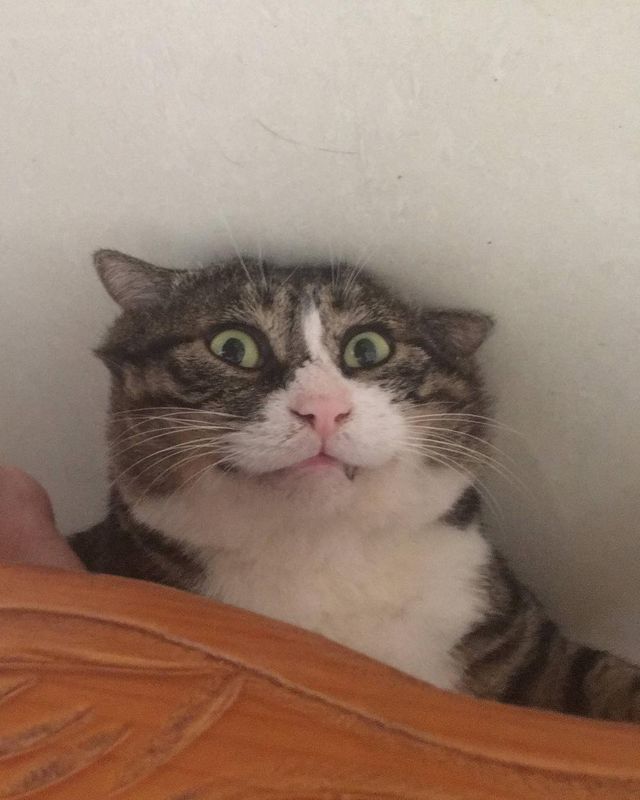 Король драми: реакція цього кота змушує сміятись - фото 326116