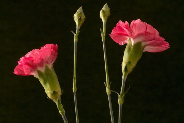 Поздравление с Днем победы 9 мая 2019: стихи, проза и картинки - фото 326346