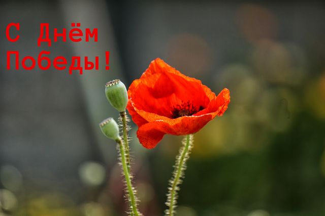 Открытка с 9 мая - фото 326380