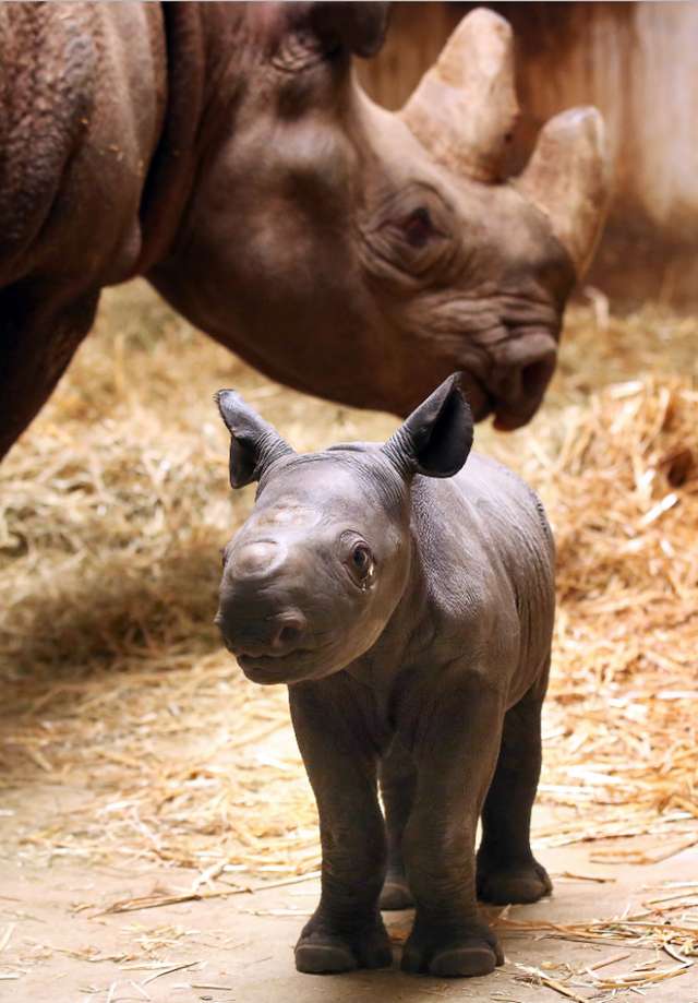 Перше фото малюка чорного носорога - фото 326449