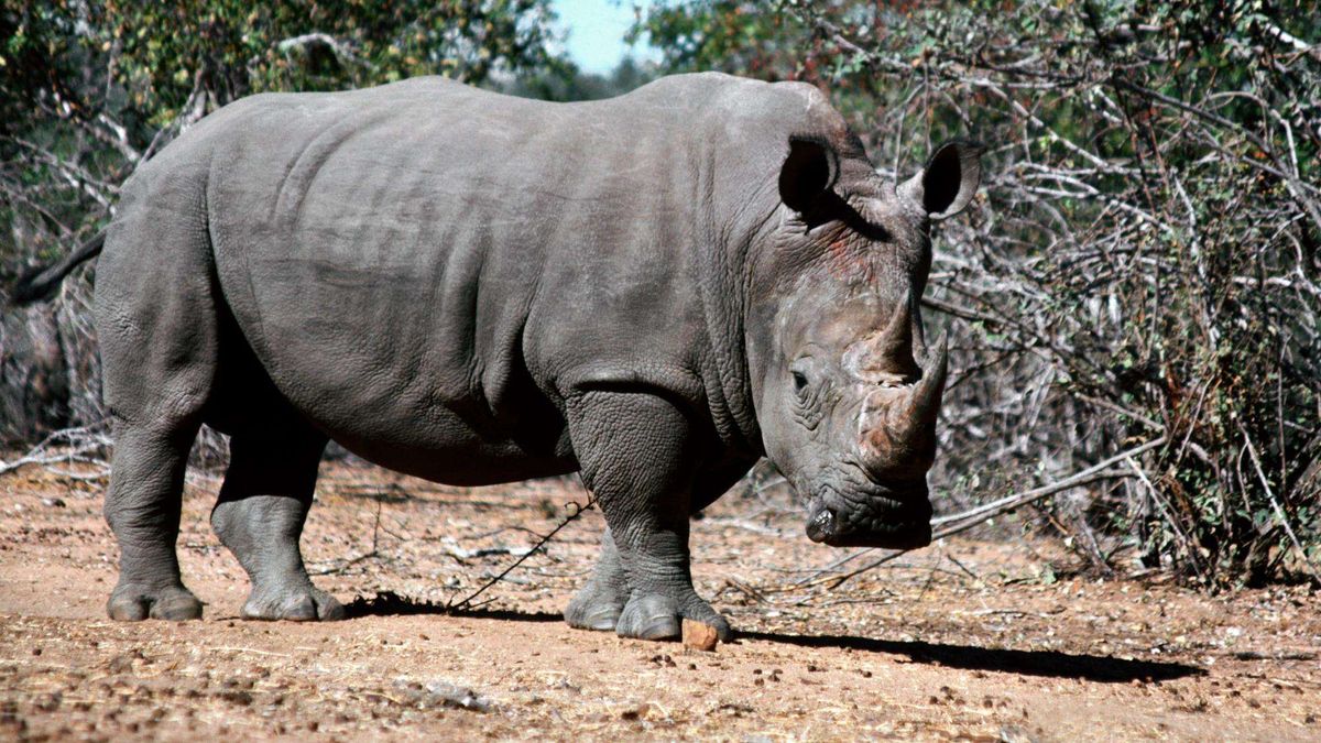 Чорний носоріг - фото 1