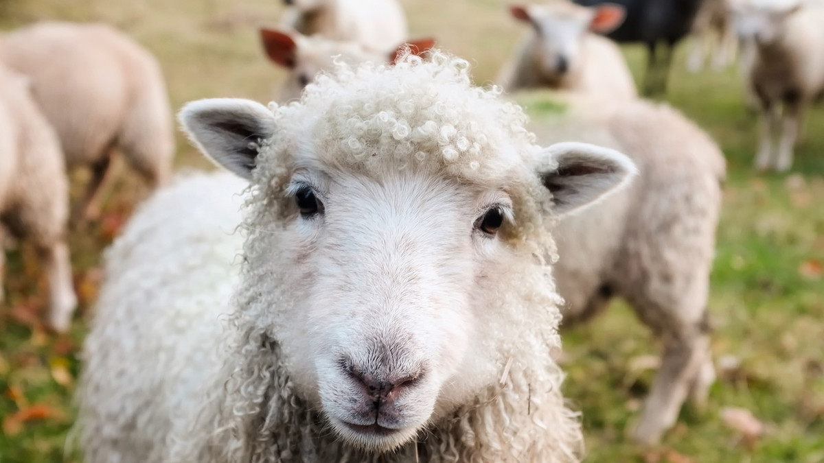 Як вівці врятували юних французів - фото 1