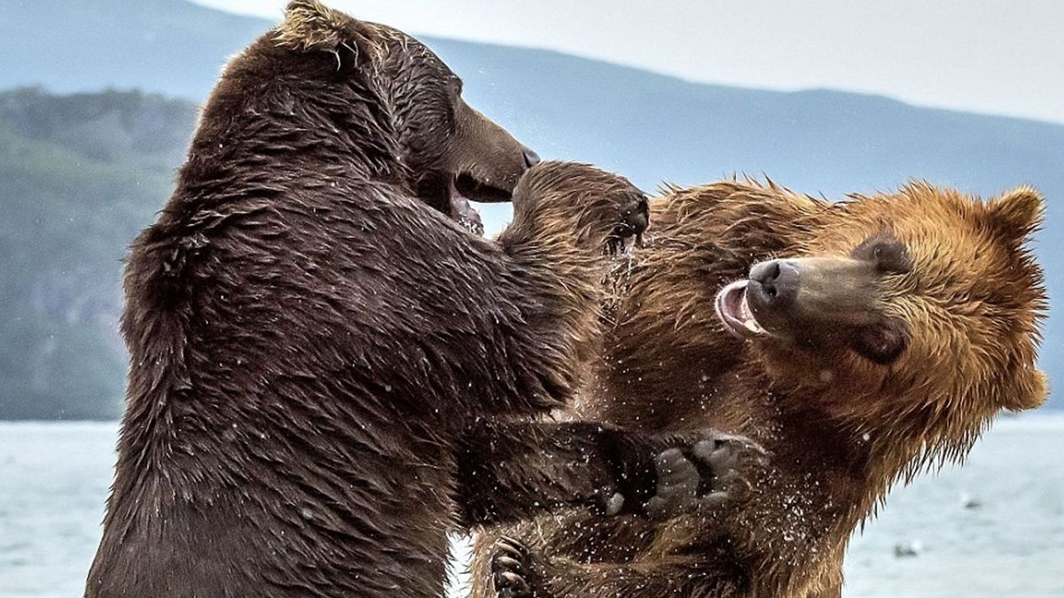 Два ведмеді побилися на очах у американця: відеофакт