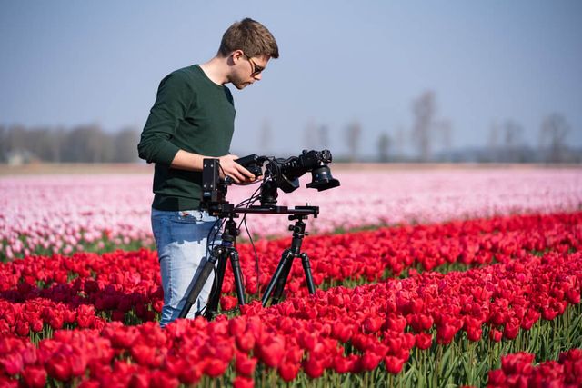 Неймовірні поля тюльпанів у Нідерландах: фото і відео - фото 327166