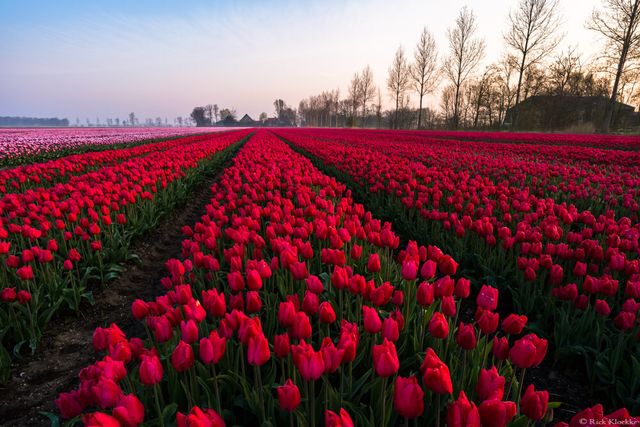 Неймовірні поля тюльпанів у Нідерландах: фото і відео - фото 327168