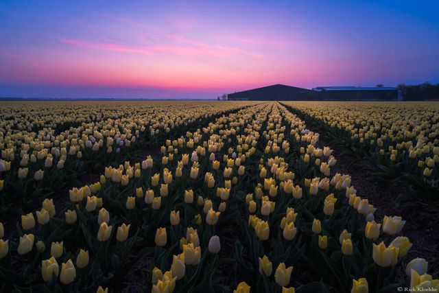 Неймовірні поля тюльпанів у Нідерландах: фото і відео - фото 327169