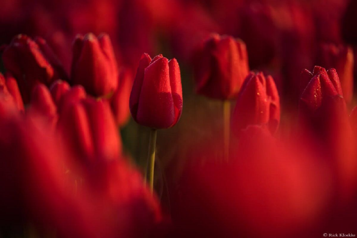 Неймовірні поля тюльпанів у Нідерландах - фото 1