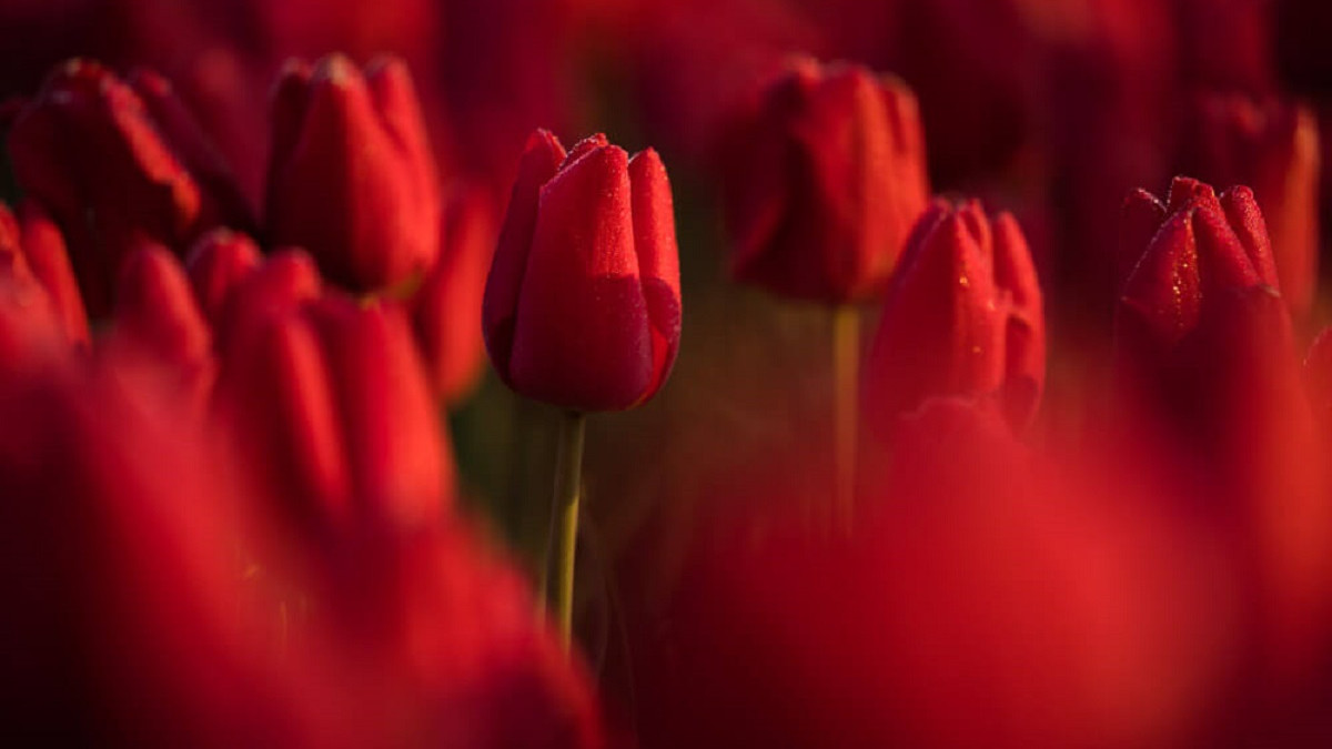 Неймовірні поля тюльпанів у Нідерландах - фото 1