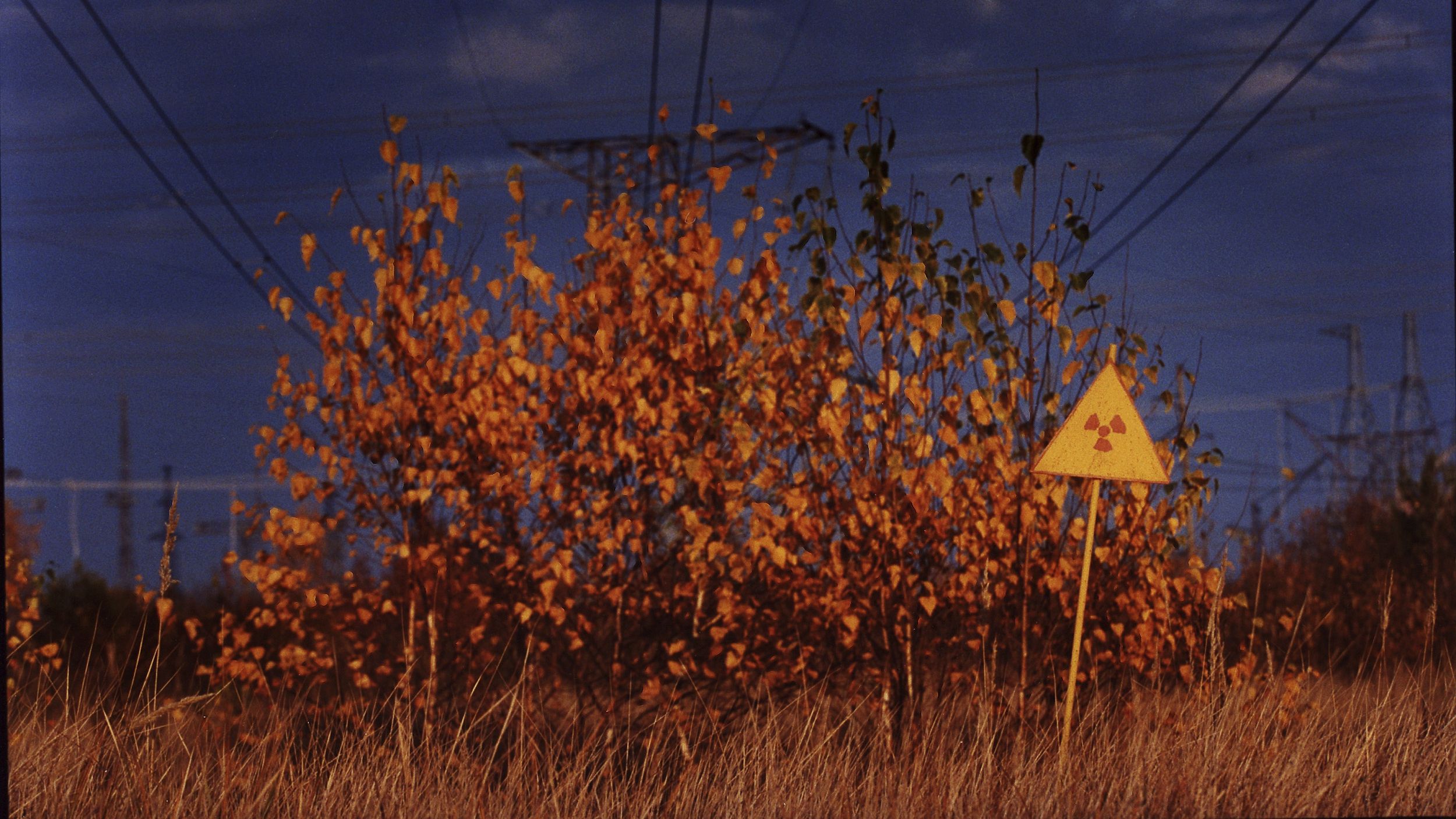 Чим здивувало дослідження чорнобильського лісу