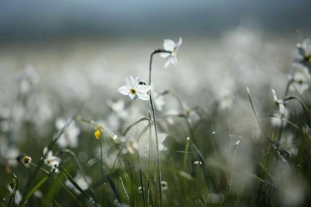 Нарцис вузьколистий - фото 327418