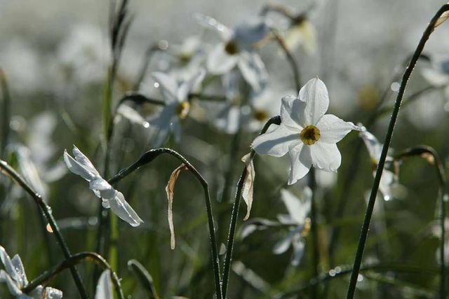Цвітіння нарцисів - фото 327419