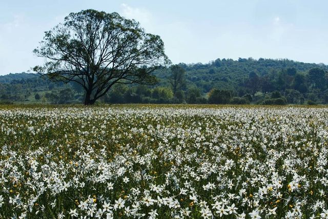 Долина нарцисів розцвіла! - фото 327421