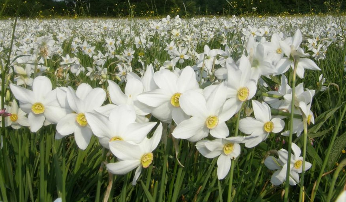 Долина нарцисів – розцвіла! Дивовижні фото, які переконають вас їхати у Карпати