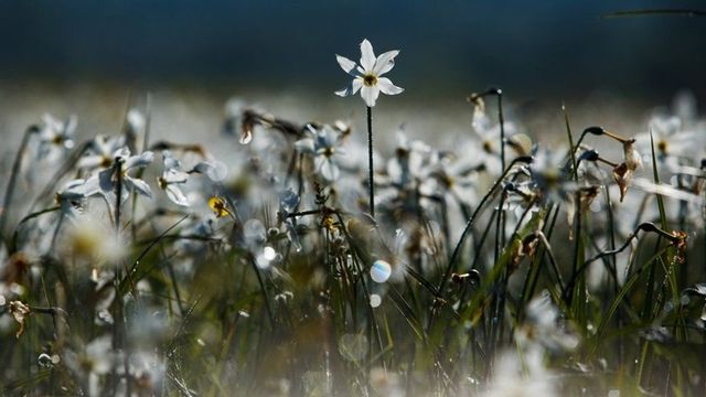 Долина нарцисів – розцвіла! Дивовижні фото, які переконають вас їхати у Карпати - фото 327424