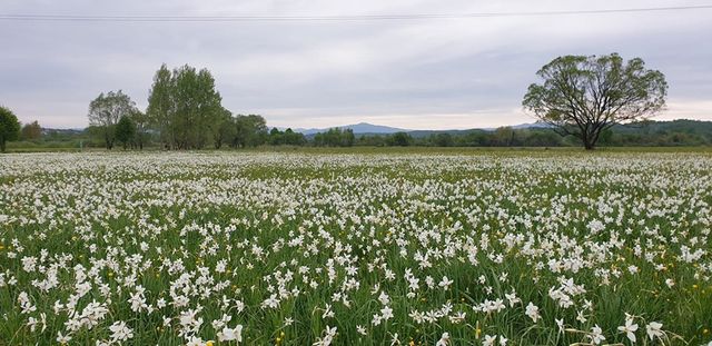 Долина нарцисів – розцвіла! Дивовижні фото, які переконають вас їхати у Карпати - фото 327426