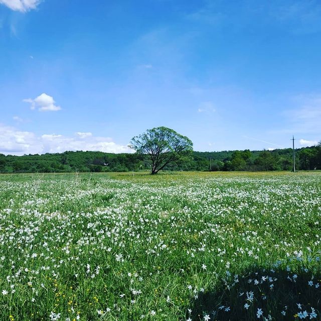 Долина нарцисів – розцвіла! Дивовижні фото, які переконають вас їхати у Карпати - фото 327427