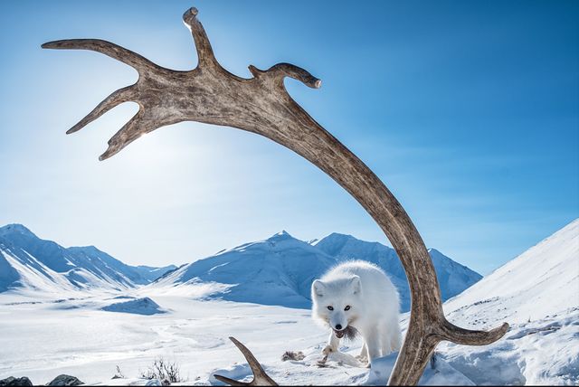 BigPicture Natural World: дивіться неймовірні фото переможців - фото 327756