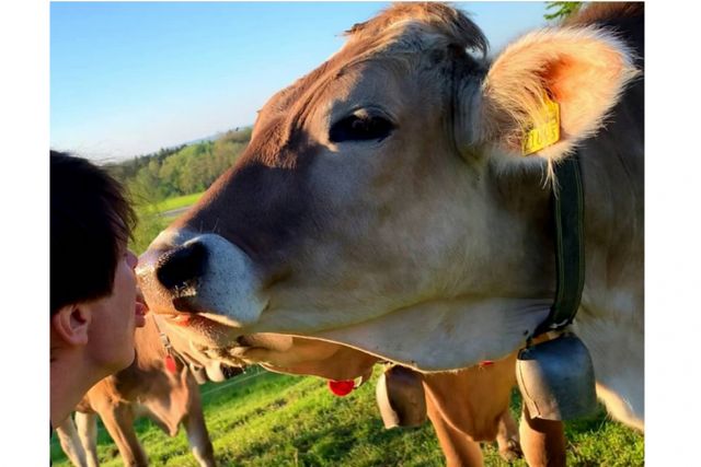 Корів цілувати не рекомендують - фото 328254