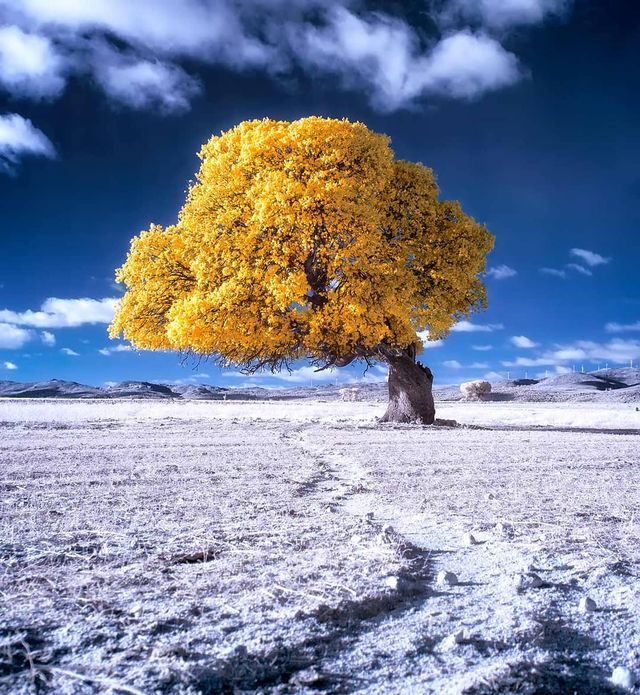 Інфрачервоні фото іспанки, від яких важко відвести погляд - фото 328962