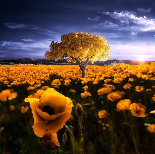 Інфрачервоні фото іспанки, від яких важко відвести погляд - фото 328964