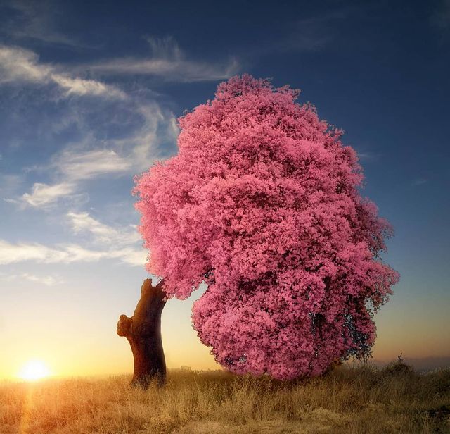 Інфрачервоні фото іспанки, від яких важко відвести погляд - фото 328967