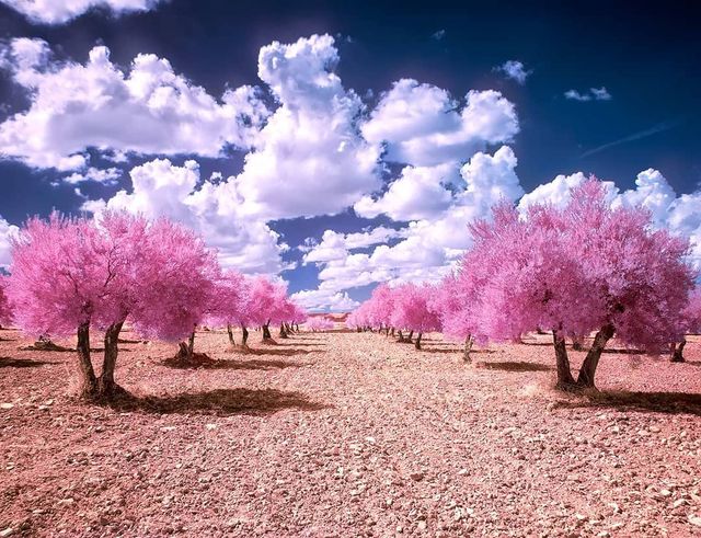 Інфрачервоні фото іспанки, від яких важко відвести погляд - фото 328968