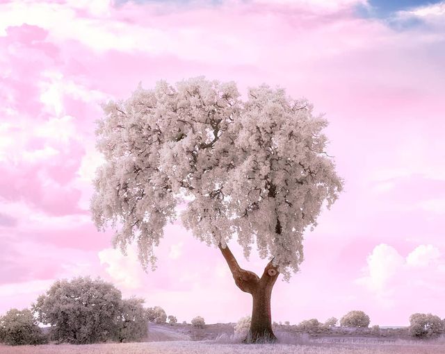 Інфрачервоні фото іспанки, від яких важко відвести погляд - фото 328970