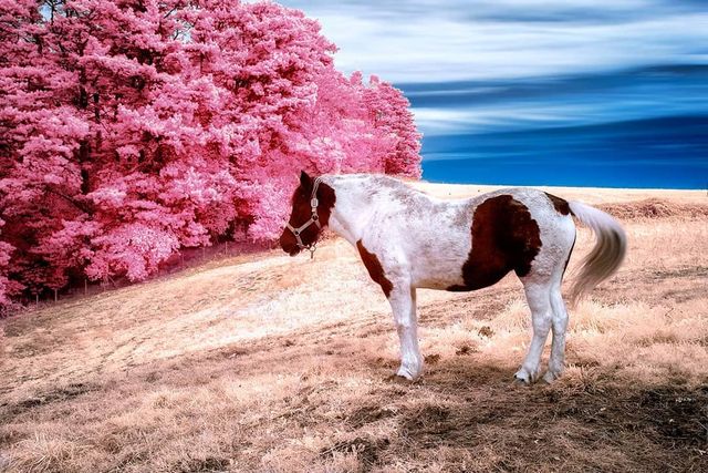 Інфрачервоні фото іспанки, від яких важко відвести погляд - фото 328972