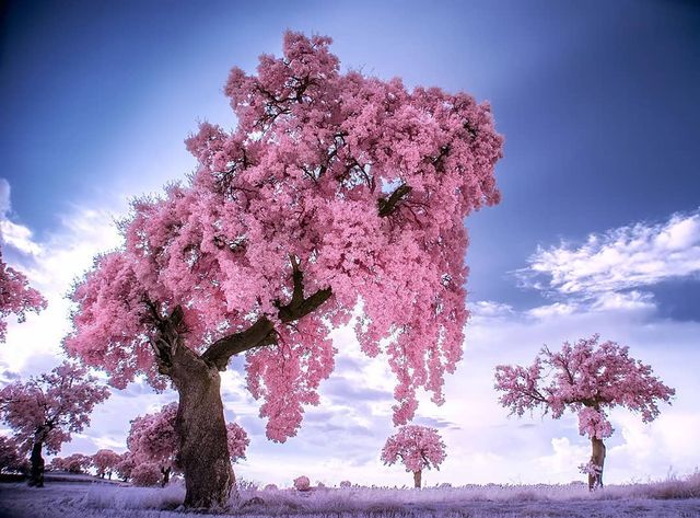 Інфрачервоні фото іспанки, від яких важко відвести погляд - фото 328974