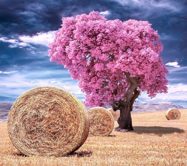 Інфрачервоні фото іспанки, від яких важко відвести погляд - фото 328976