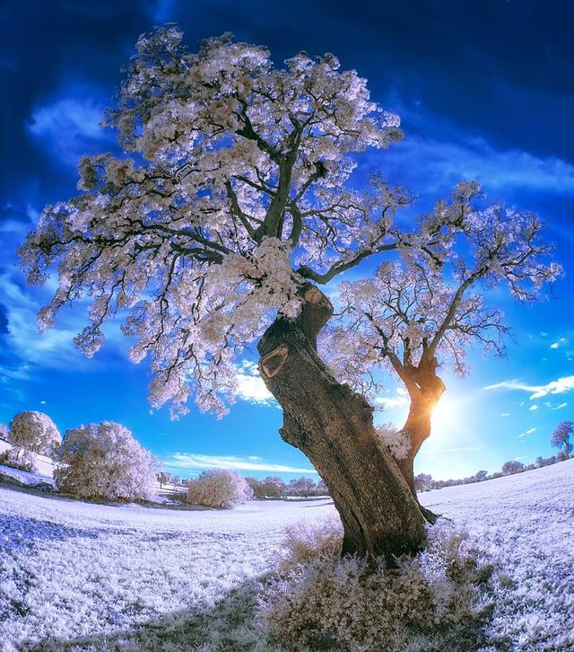 Інфрачервоні фото іспанки, від яких важко відвести погляд - фото 328977