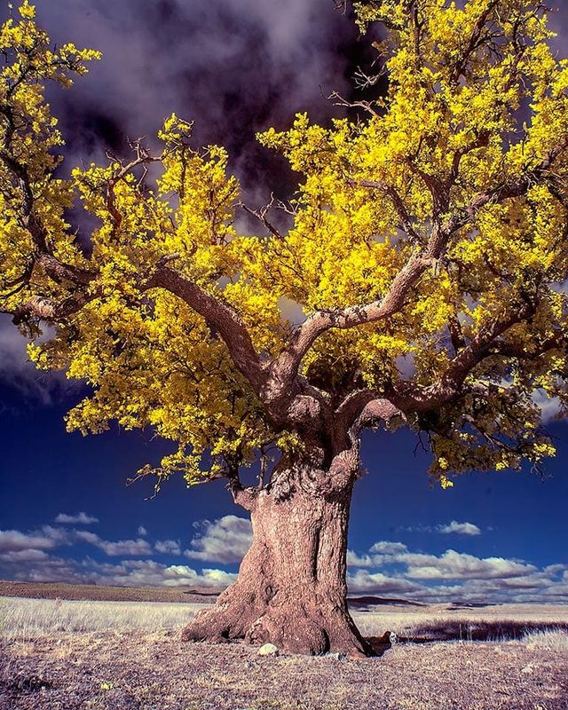 Інфрачервоні фото іспанки, від яких важко відвести погляд - фото 328979