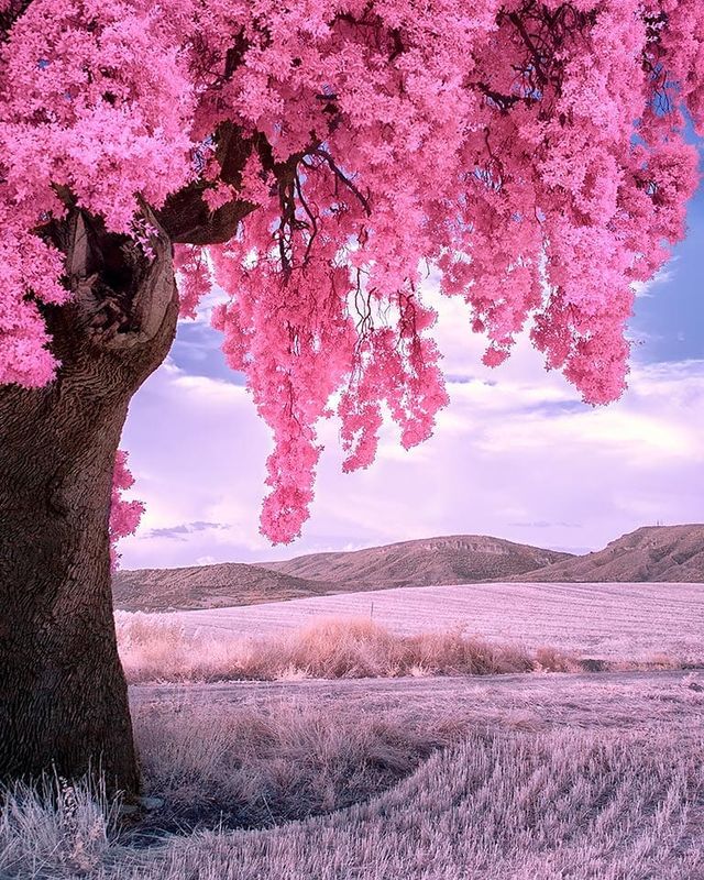 Інфрачервоні фото іспанки, від яких важко відвести погляд - фото 328980