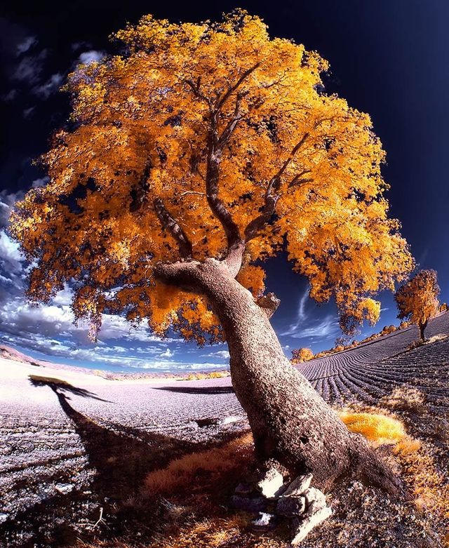 Інфрачервоні фото іспанки, від яких важко відвести погляд - фото 328982