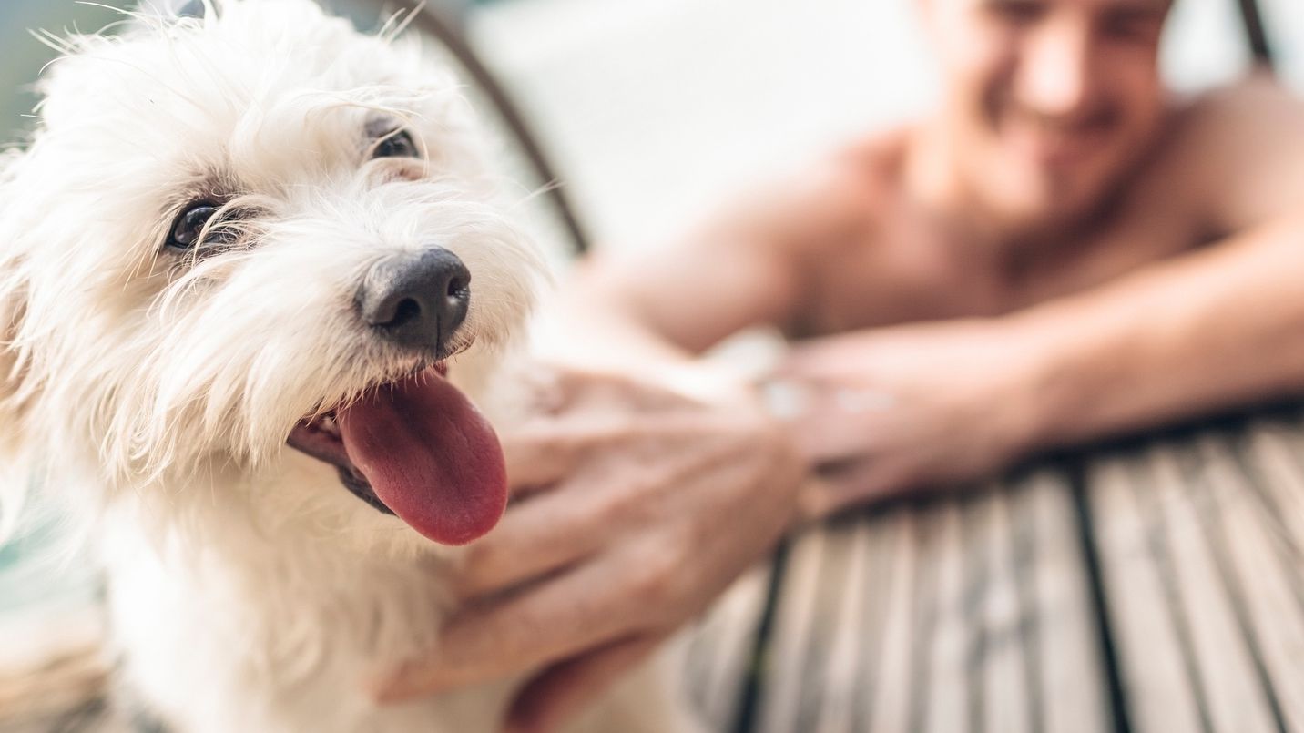 Усміхаються чи ні: науковці вразили новою заявою про собак
