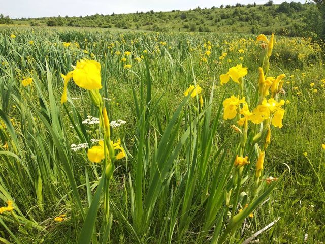 В Україні розквітла унікальна долина жовтих ірисів - фото 330505